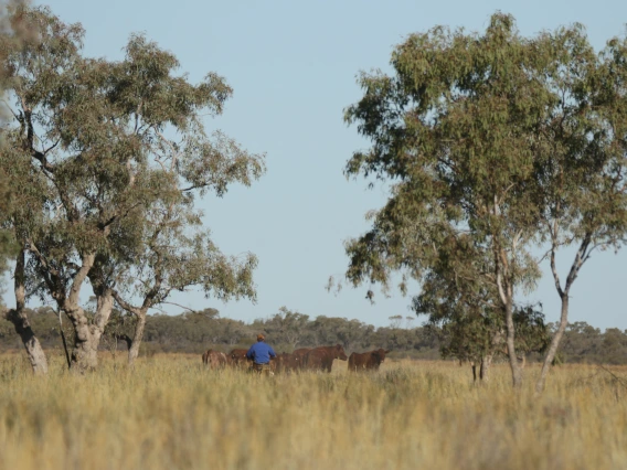 Wendy Sheehan Bulldust_and_mulga
