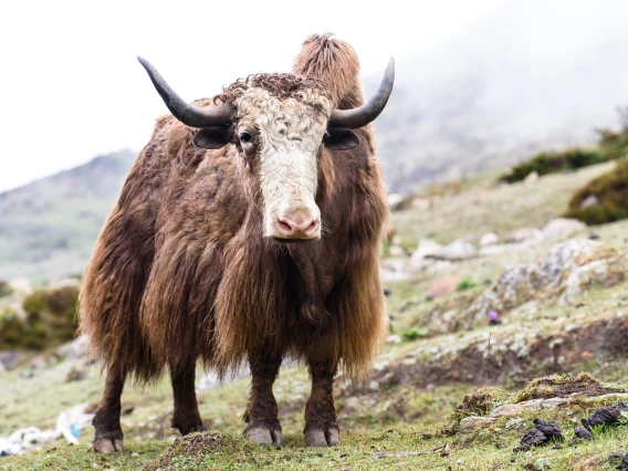 Multimedia story about high-altitude Dokpa yak herders in North Sikkim, India.