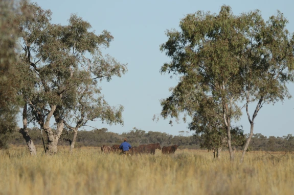 Wendy Sheehan Bulldust_and_mulga