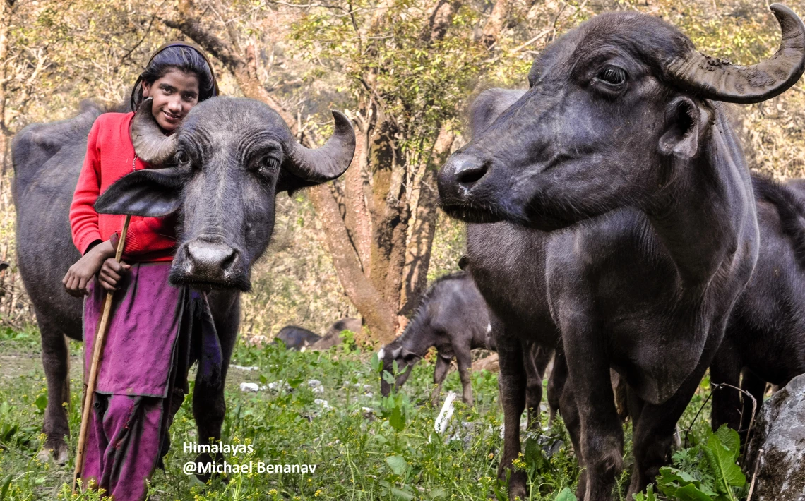 Water buffalo image - Himalayas @Michael Benanav