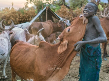 Boy and cow