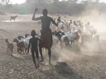 Man and boy herding goats