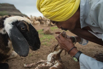 New-born lamb