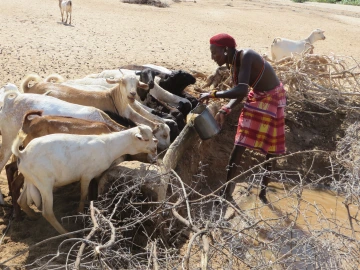 Watering goats