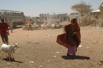 Livestock market