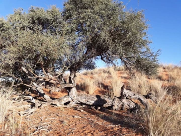 Fallen tree