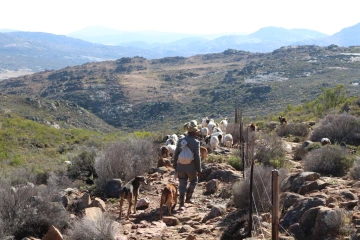 Taking herd into mountains
