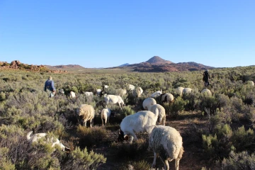 Flock in shrubs