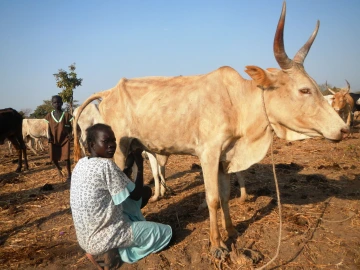 Woman milking