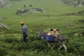 Transporting cheese