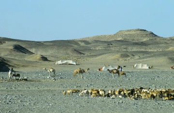Goats camels and camp