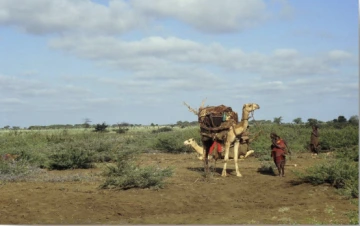 Sustainable rangeland restoration: building inclusive knowledge hubs (Livestock Cafés) for resilient pastoral livelihoods and rangeland restoration in the Eastern African drylands Photo by Wolfgang Bayer