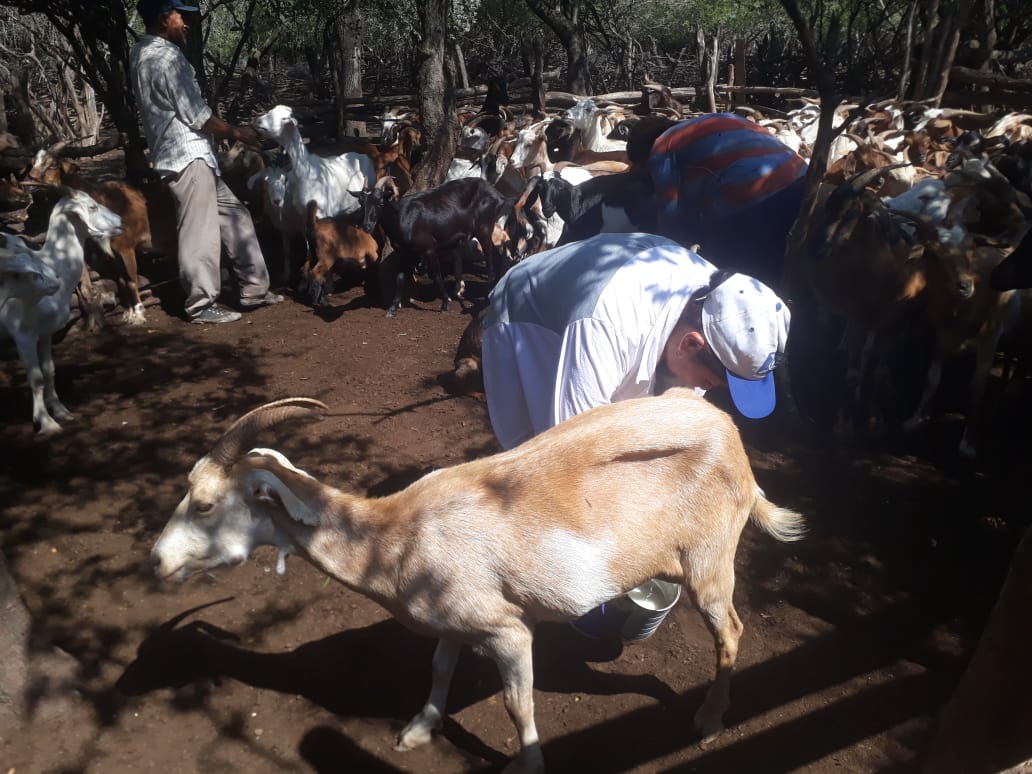 Milking goats