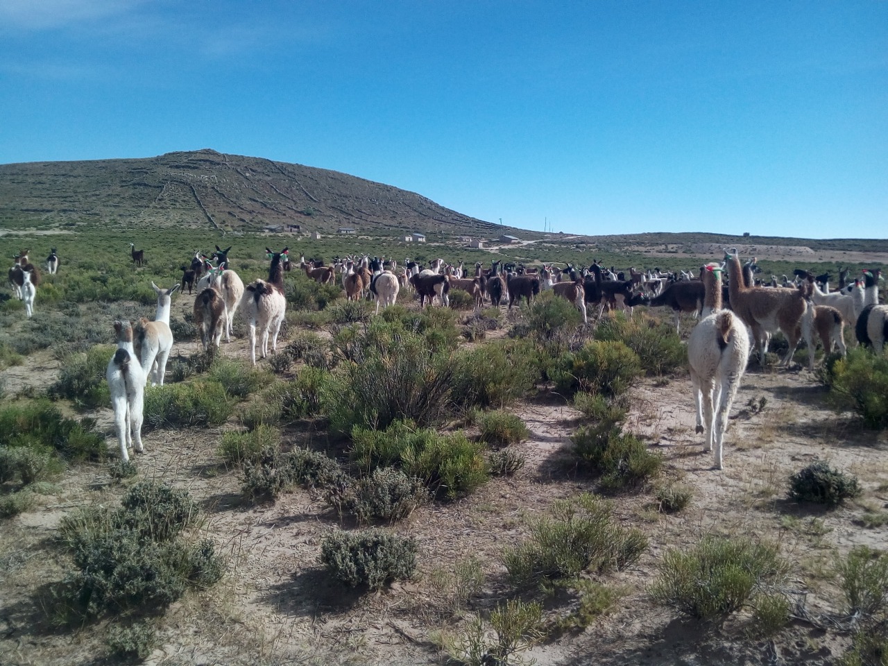 Camelids in Chaco