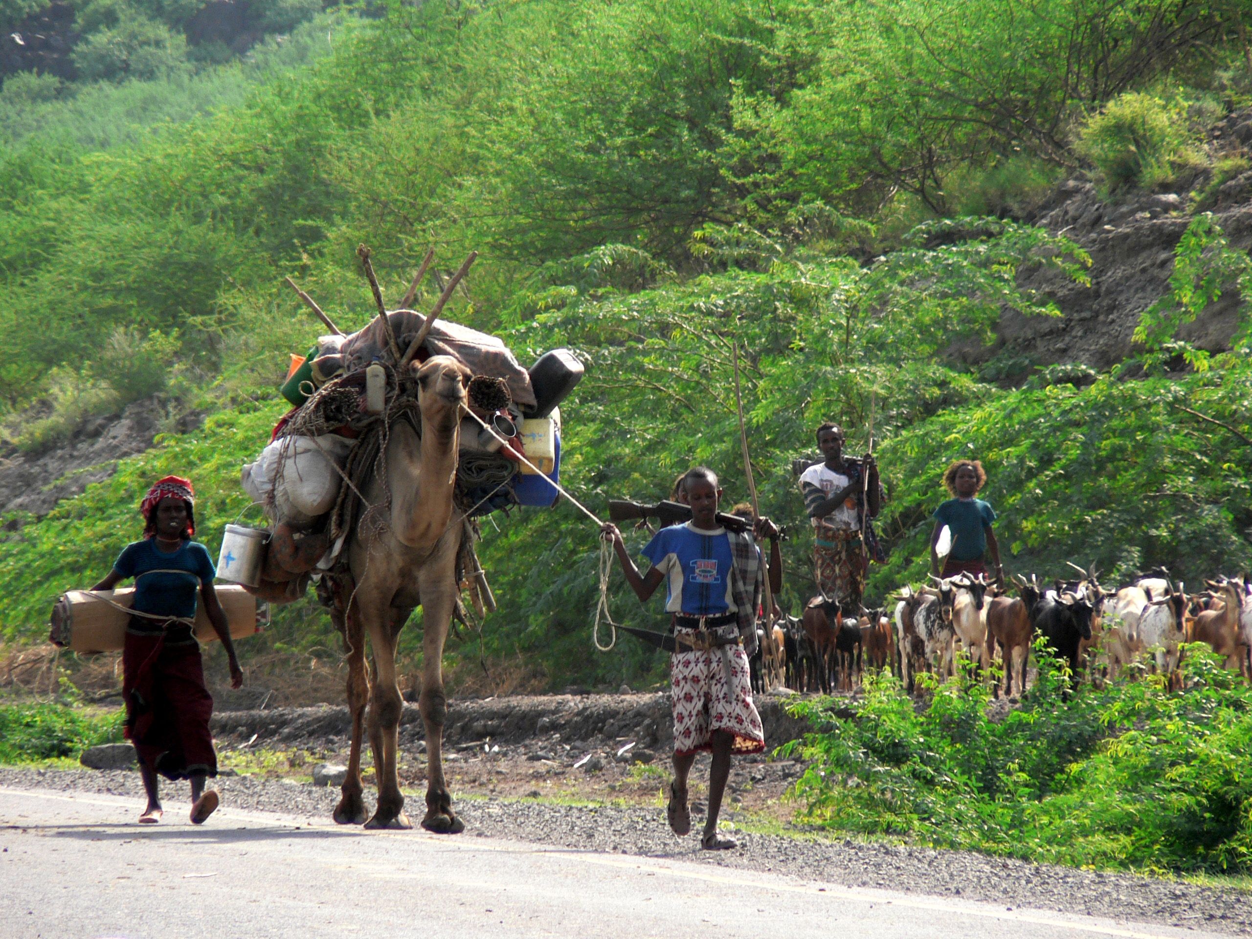 Afar family with camel on move