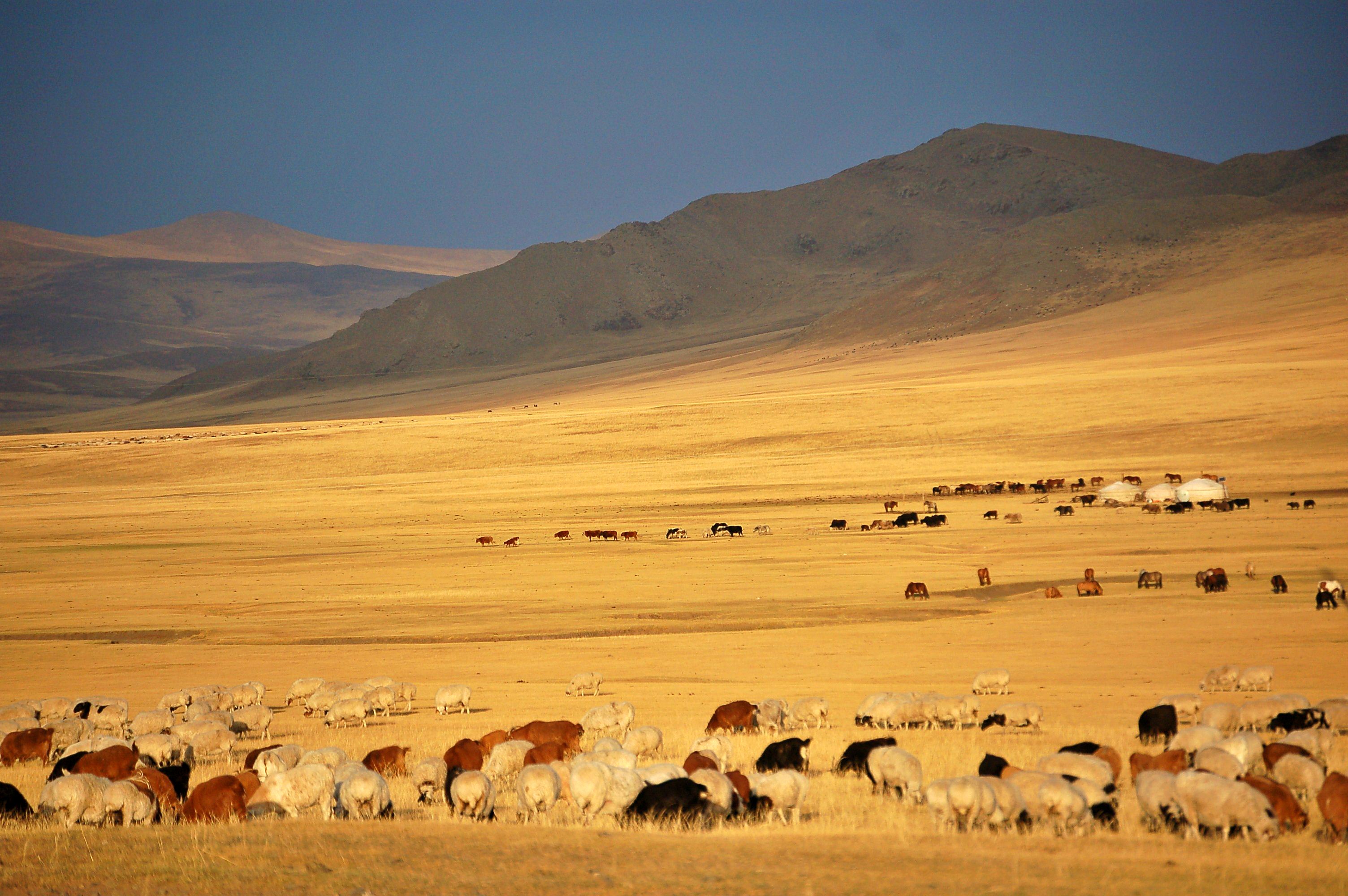 Herd on golden range