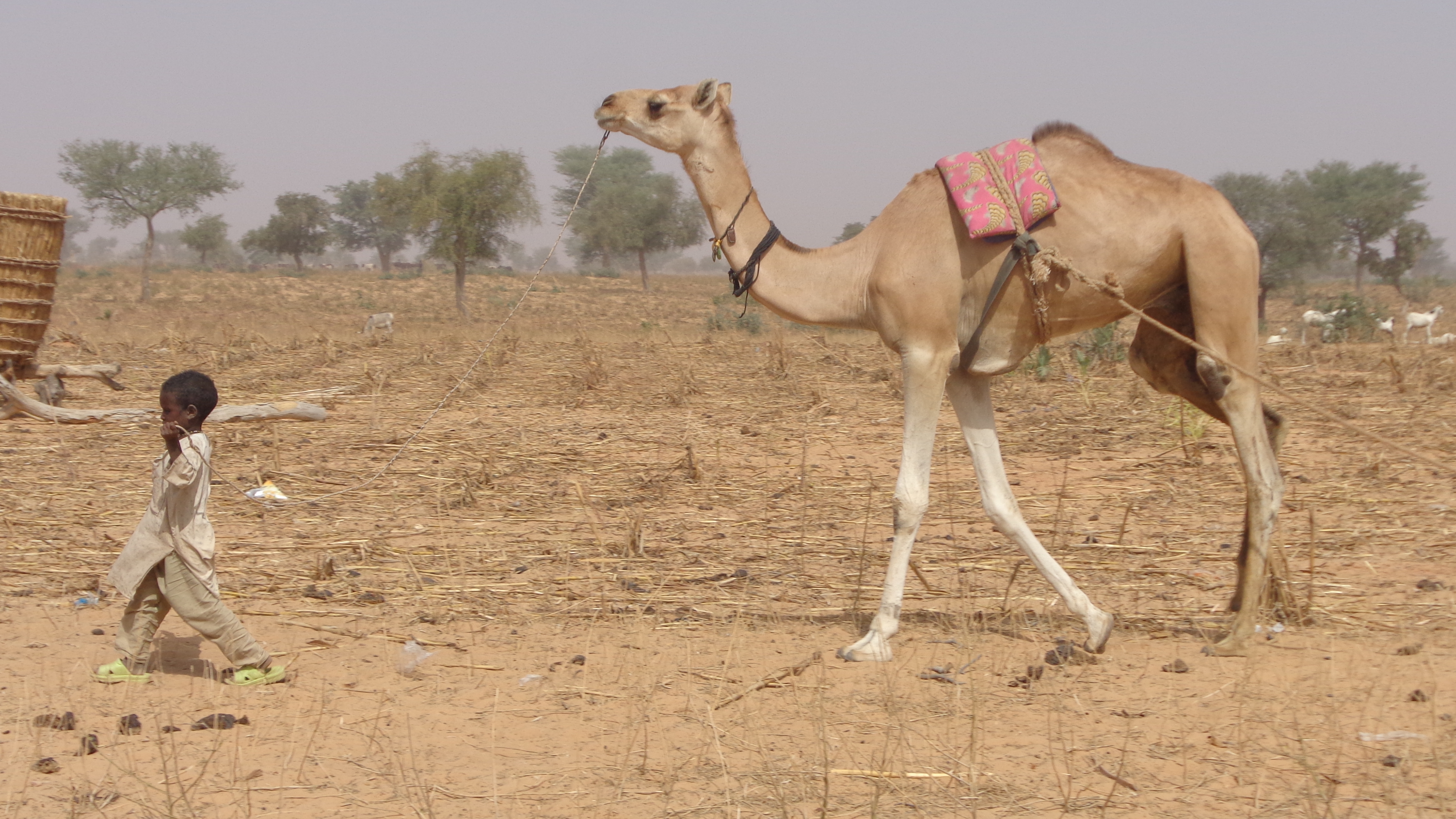 Child leading camel
