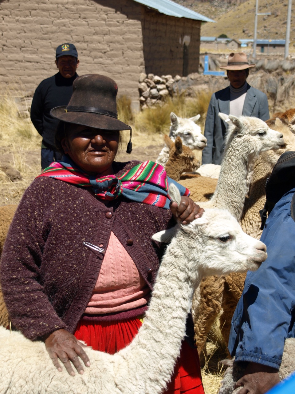 Woman and llamas