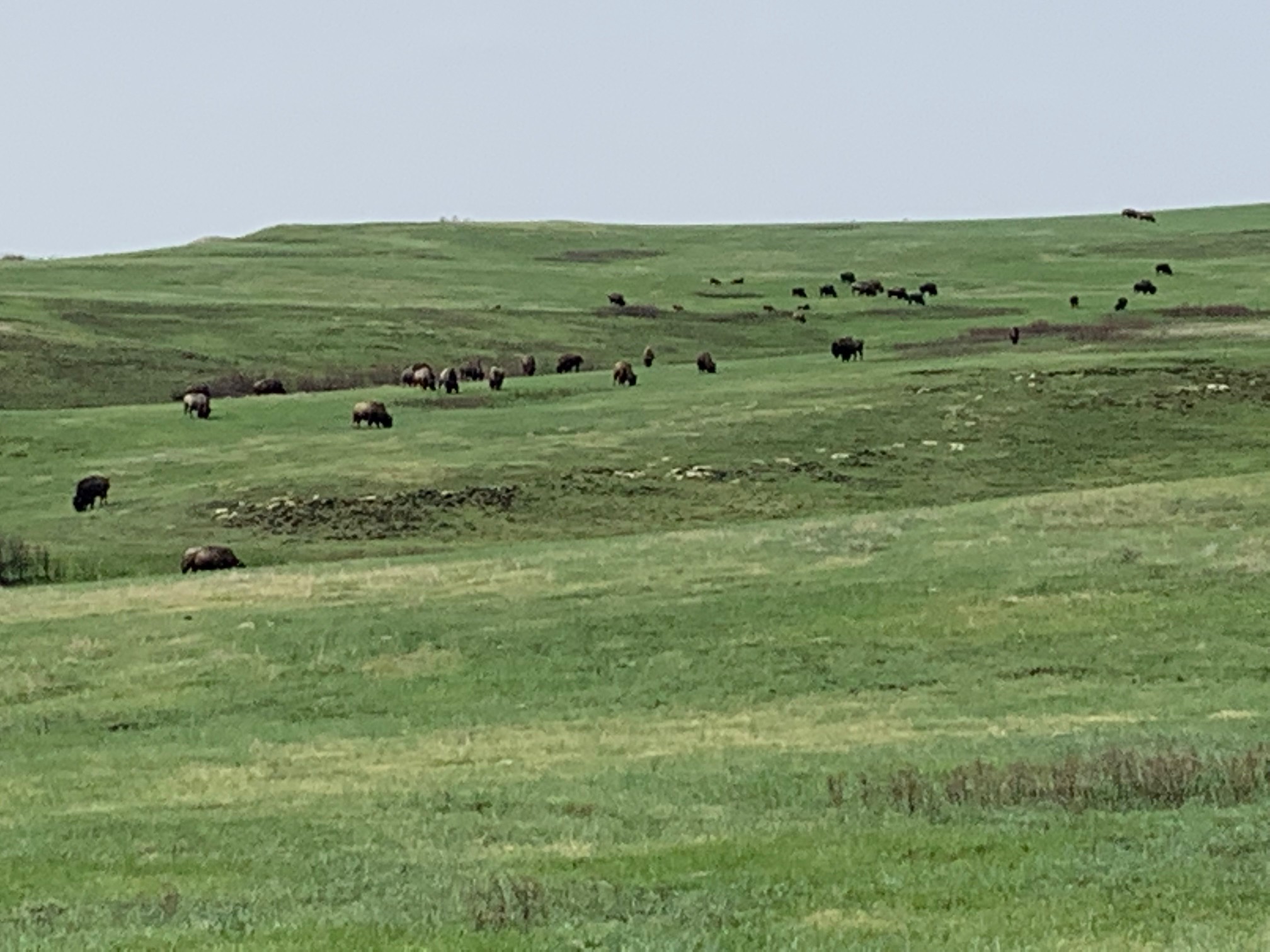 Buffalo grazing