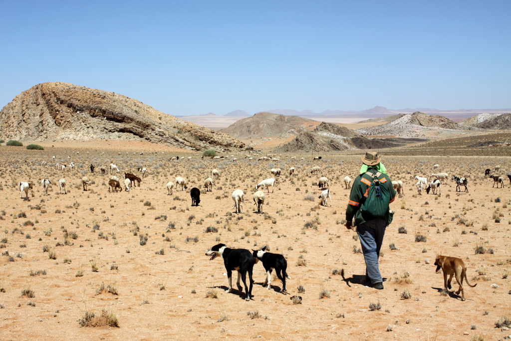 Dogs and herder