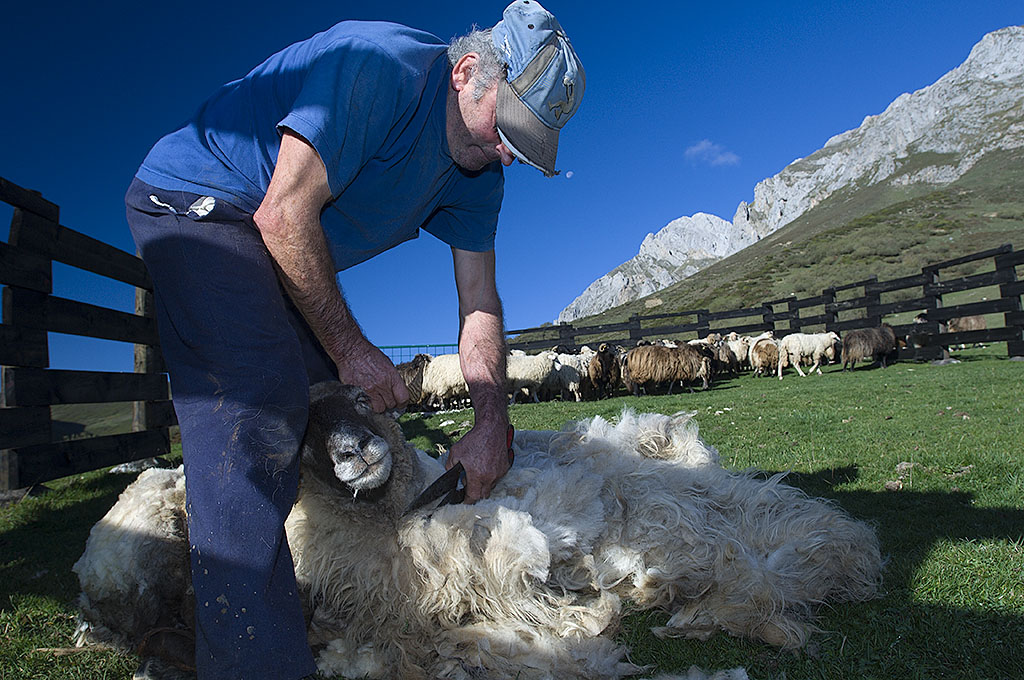 Sheep shearing in Spain