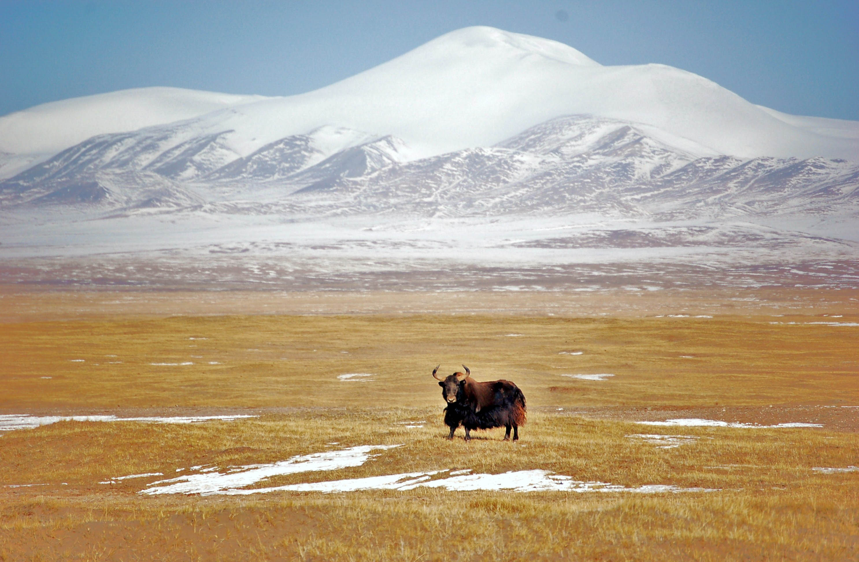 Tibet wild yak