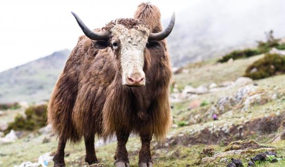 Multimedia story about high-altitude Dokpa yak herders in North Sikkim, India. 