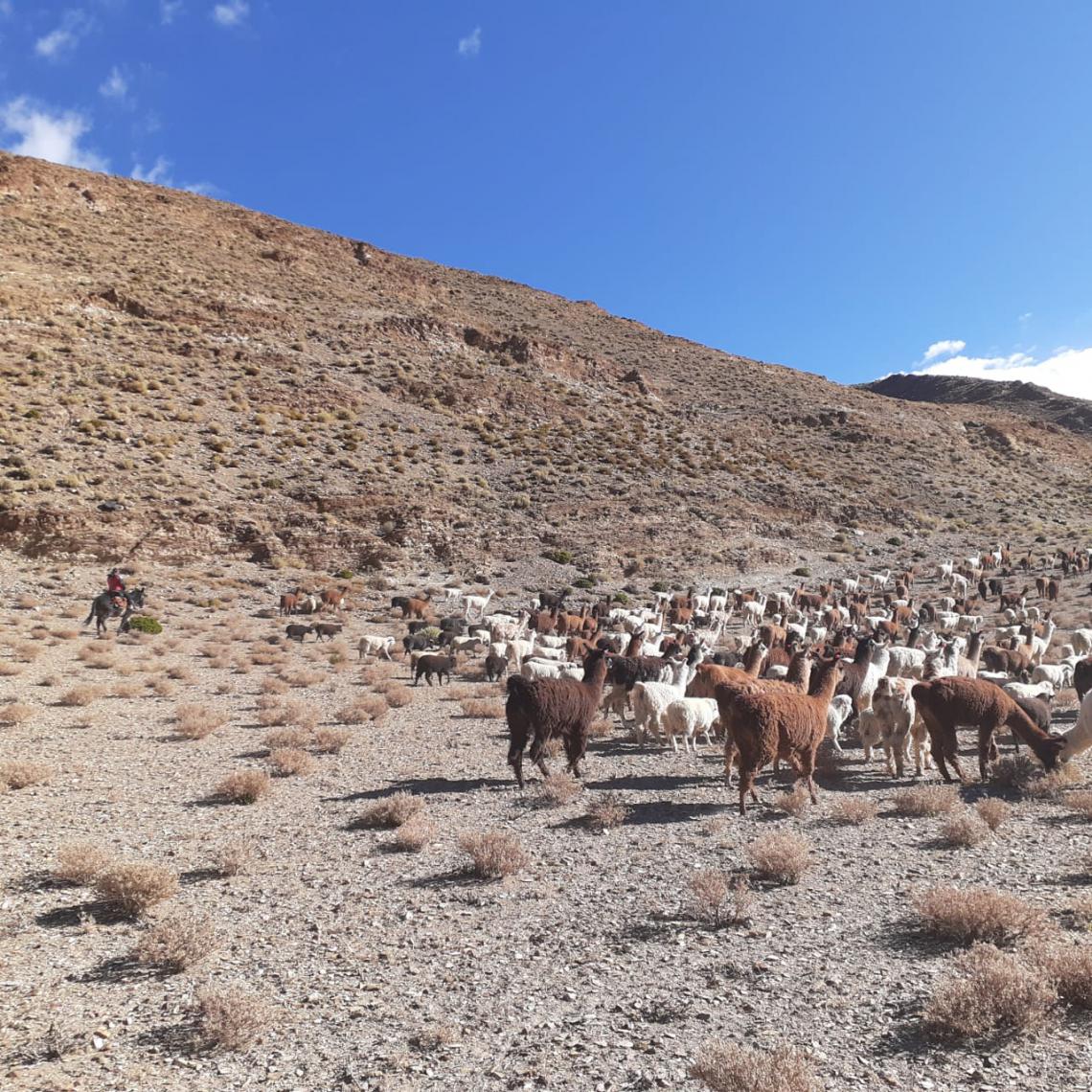 Herding in Argentina