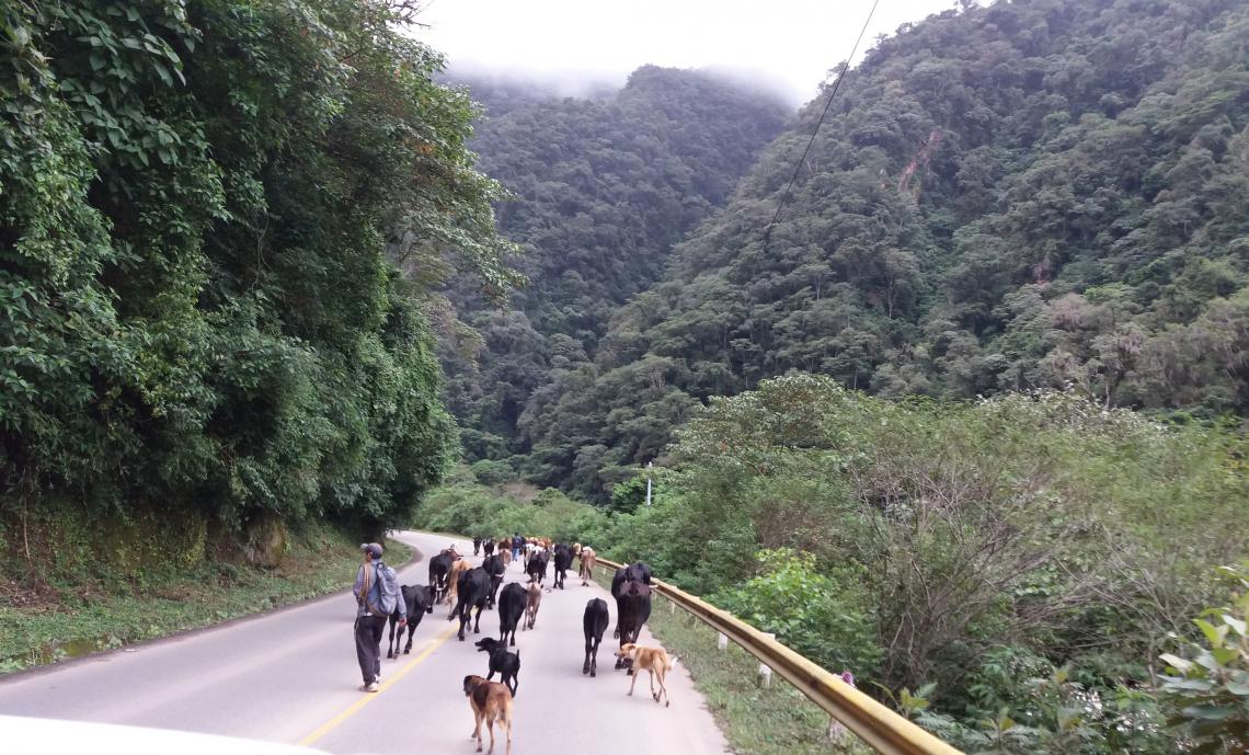 Herd moving in rainforest