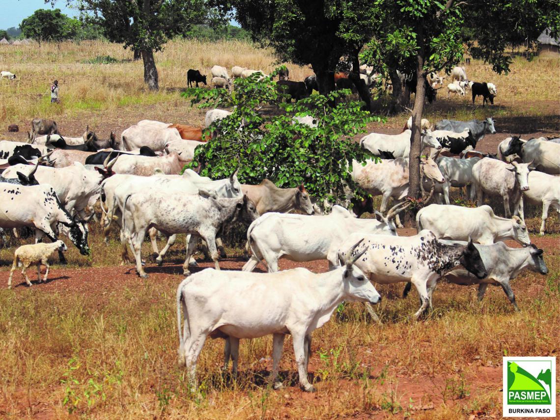 Cattle herd in Burkina