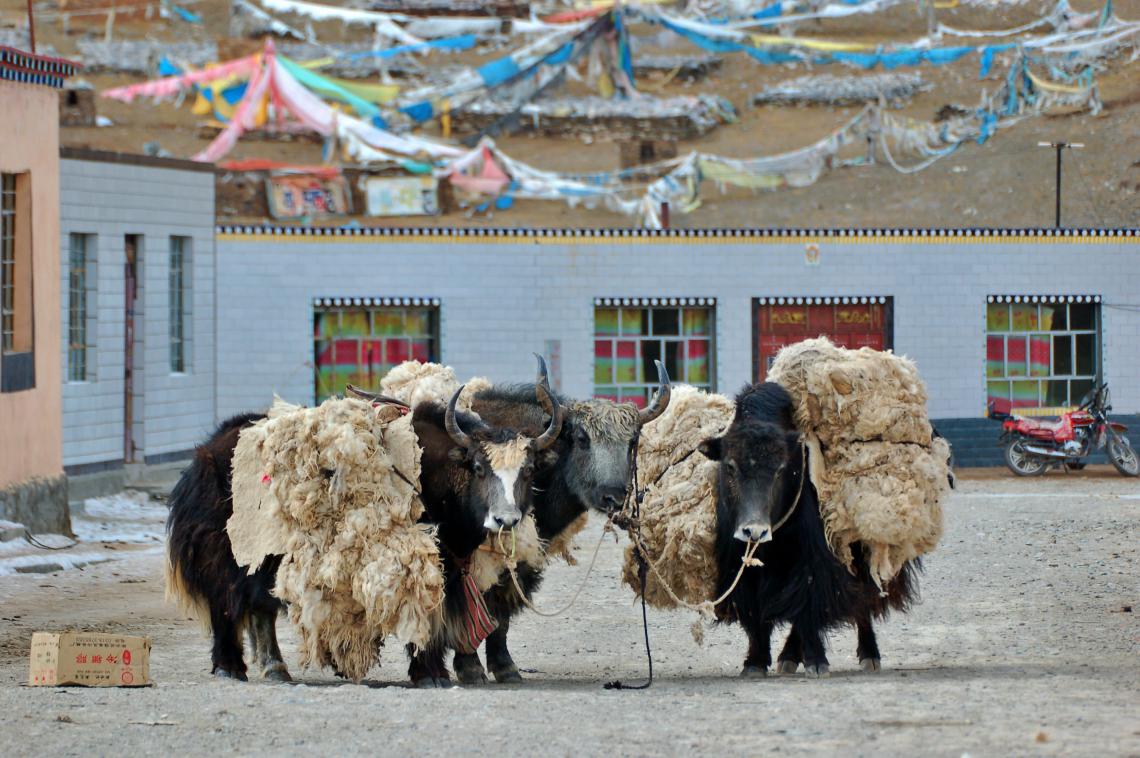 Packed yaks