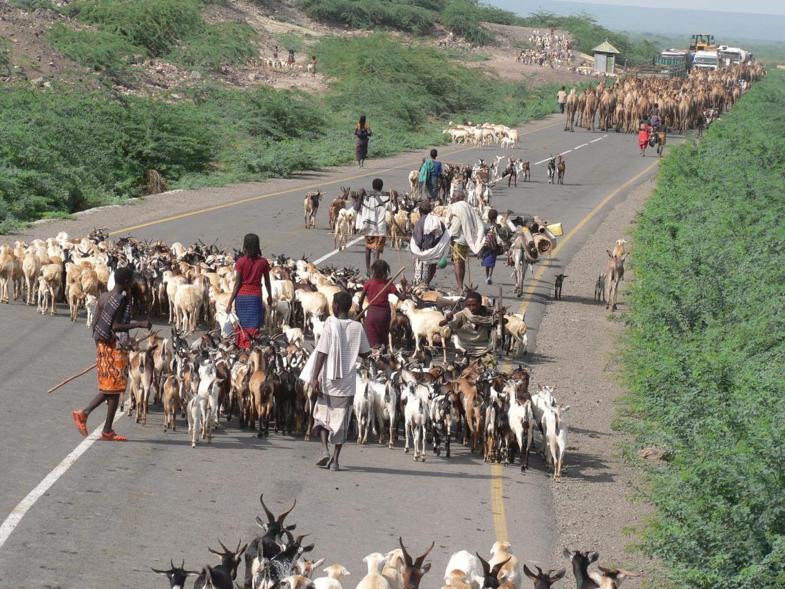 Herds on highway