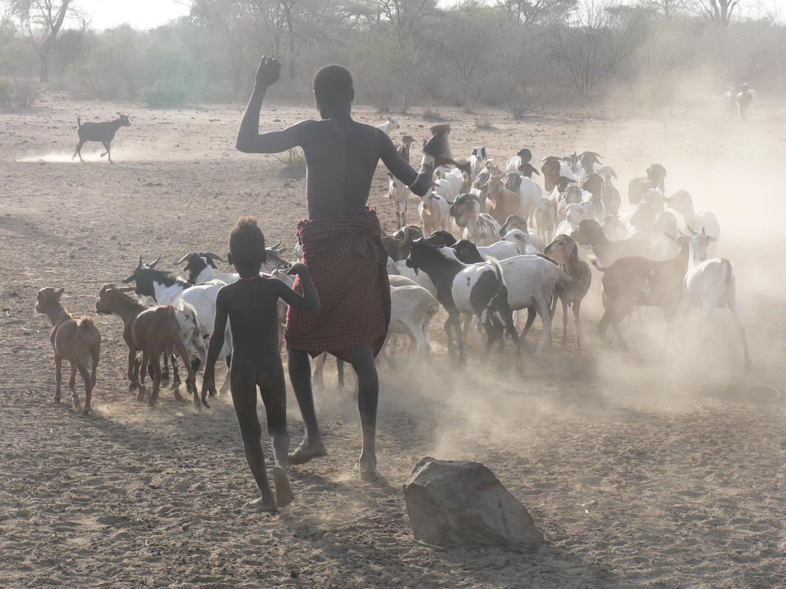 Man and boy herding goats