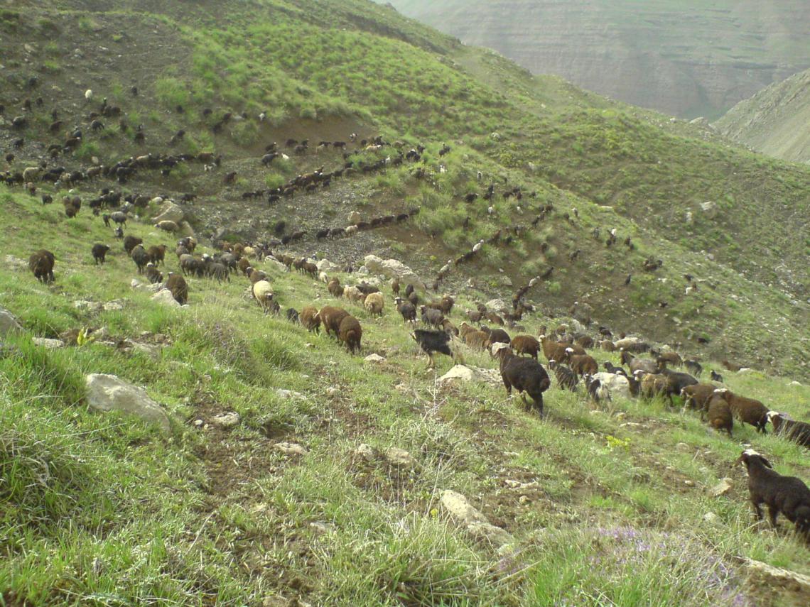 Flock on green hillside