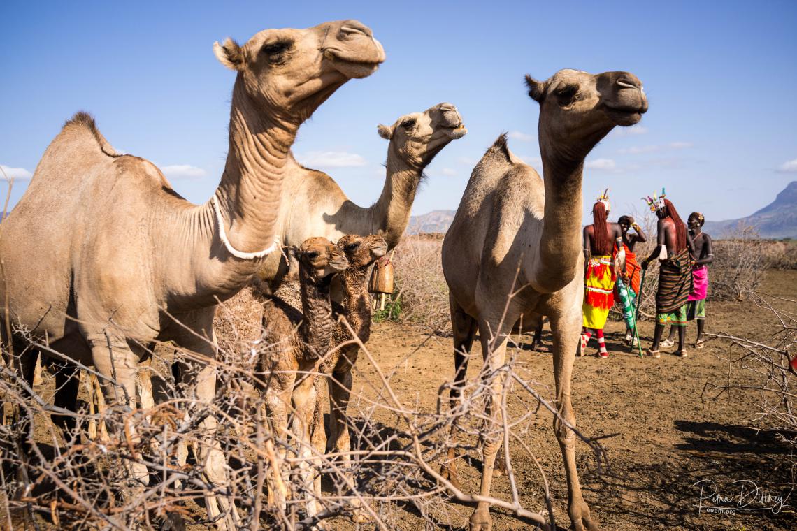 Kenyan camels