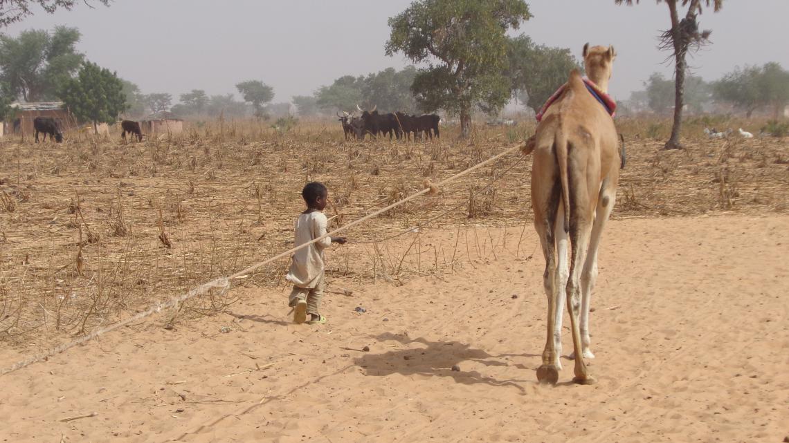 Child and camel