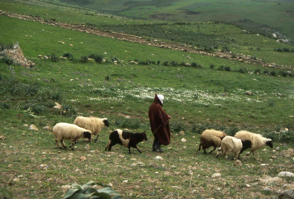 Shepherd in Morocco
