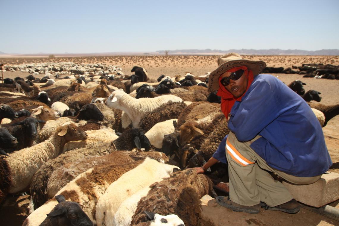 Herder with sunglasses