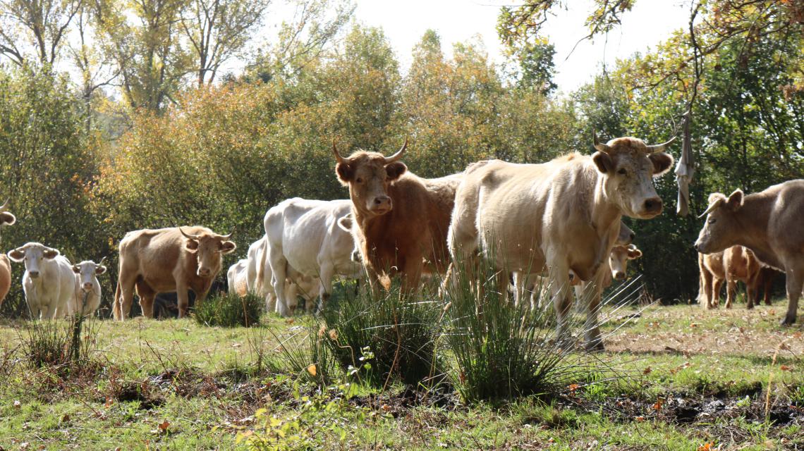Cattle herd in Spain