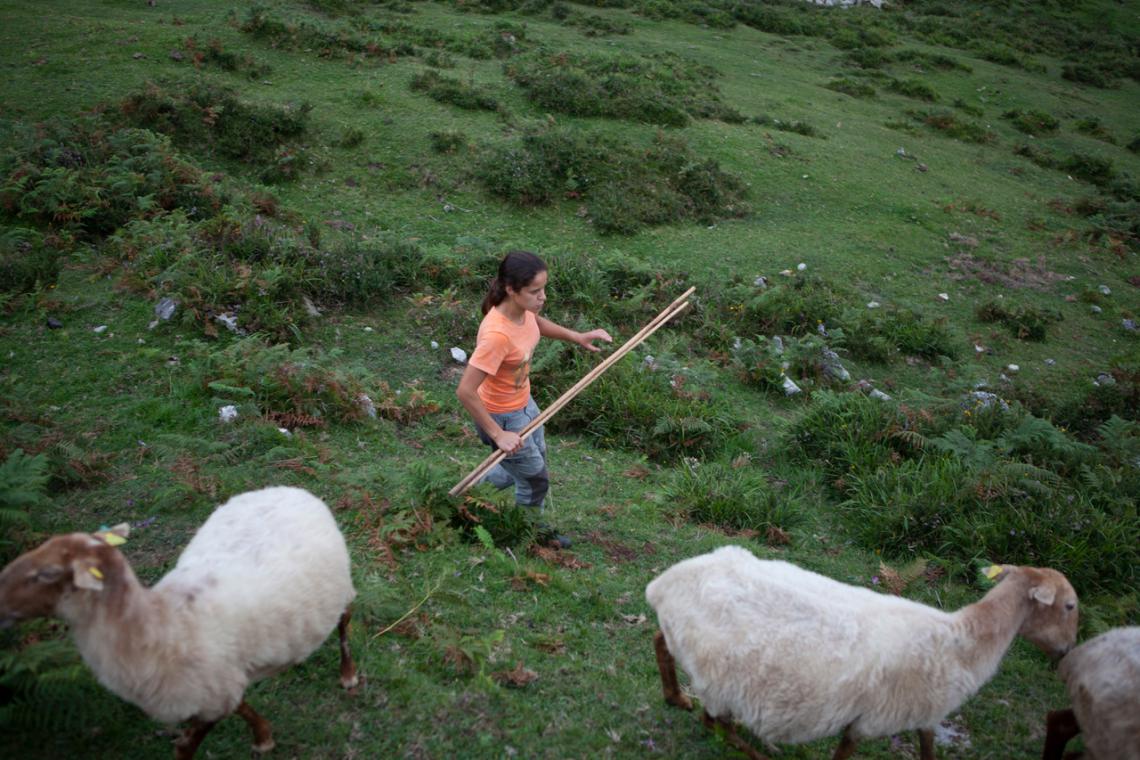 Young girl herding