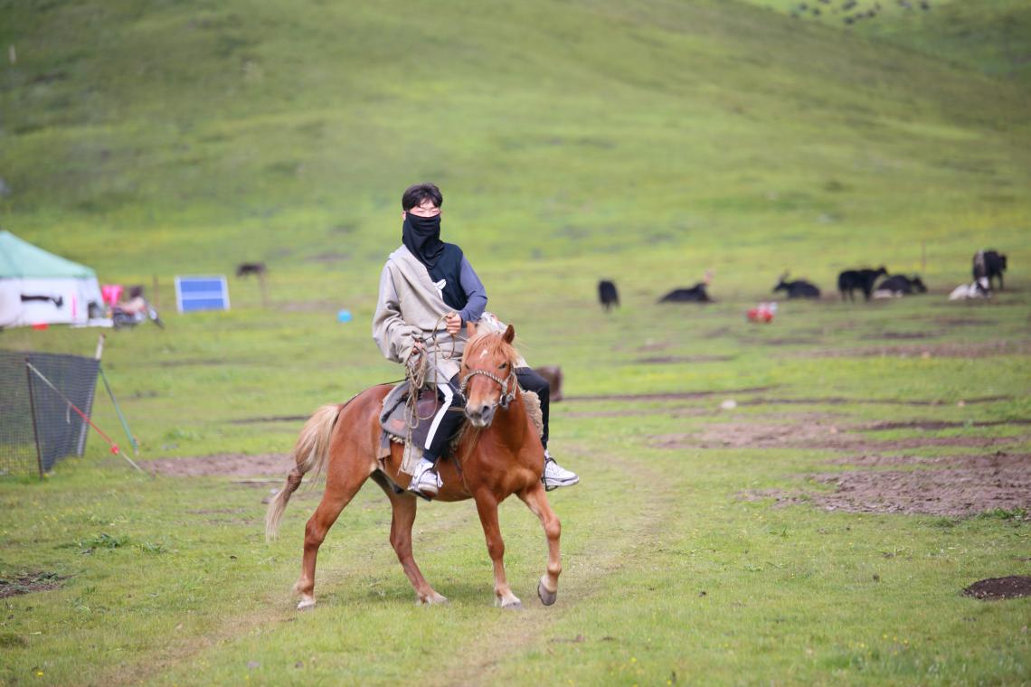 Tibet herder on horse